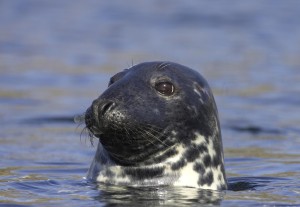 Common seal (Phoca vitulina) surfacing in sea off Scottish west coast.